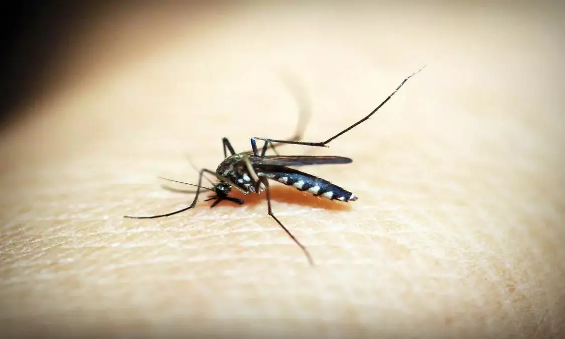 Ciri-Ciri Orang yang Rentan Terkena Gigitan Nyamuk
